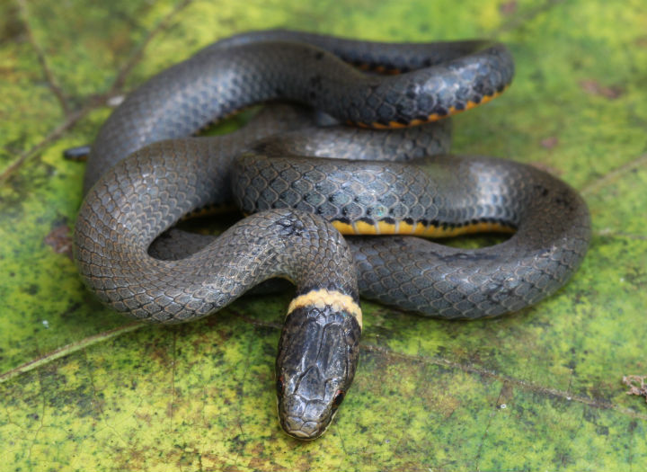 Ringneck Snake